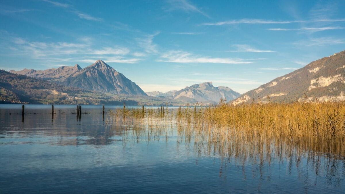 Weissenau Nature Reserve, Lake Thun