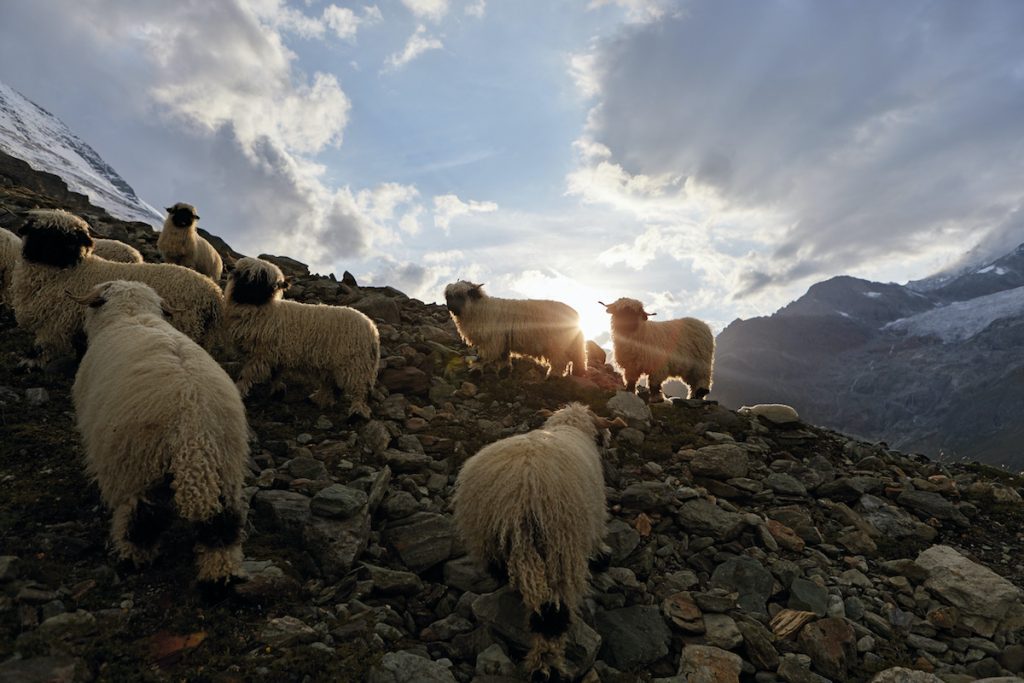 Schweiz. ganz natuerlich. Wanderung mit Gastgeber Paul-Marc Julen im Gebiet der Stafelalp und einer Begegnung mit den typischen Schwarznasen Schafen.